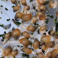 حلزون البینو|خزنده|تهران, مشیریه|دیوار