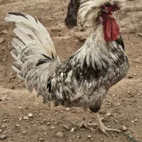 مرغ و خروس محلی