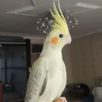 عروس هلندی 6 ماهه کاملاً دستی مناسب سخنگو شدن|پرنده|دورود, |دیوار