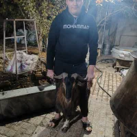 کشتار گوسفند نرینه