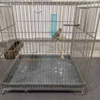 سهره جفتی قناری