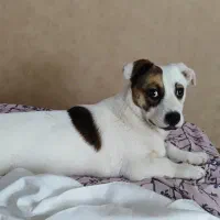 سگ جک راسل تریر|سگ|مشهد, رستگار|دیوار