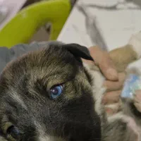 سگ هاسکی وایت|سگ|پردیس, فاز ۲|دیوار