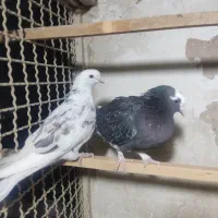 کفتر تهرانی شازده سیاه کله دم سرخ خارجی خال پیس|پرنده|فردیس, شهرک سپاه|دیوار