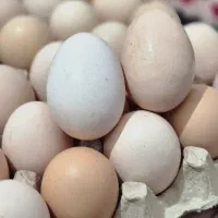 تخم مرغ محلی دوزده،تخم مرغ بسته بندی شده