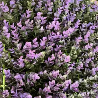 تعدادی گرینوال رنگ بنفشِ نو