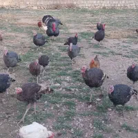 فروش بوقلمون|حیوانات مزرعه|یاسوج, |دیوار
