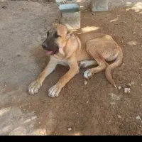 توله سگ