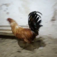 تخم مرغ گلین نطفه‌دار از مرغ‌های اصلی نژادهای اصلی|حیوانات مزرعه|قم, نوبهار|دیوار