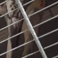 6عدد عروس ماده بالغ 2تا ایزابل آهویی یکی 2سینامون|پرنده|هشتگرد, هشتگرد قدیم|دیوار