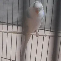 مرغ عشق سالم و سرحال|پرنده|گلپایگان, |دیوار