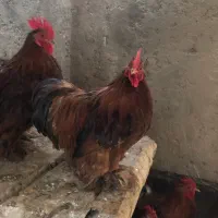 خروس کوشین ومرغ و خروس لاری اصیل|حیوانات مزرعه|مشهد, طلاب|دیوار