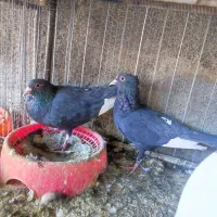 پلنگ گلچین|پرنده|کیانشهر, |دیوار