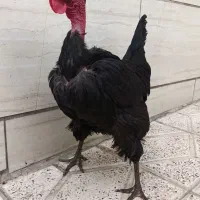 مرغ سیاه گردن لخت