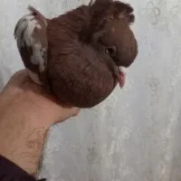 کبوتر|پرنده|تبریز, |دیوار