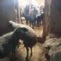 ۲۰ راس میش جنس خوب|حیوانات مزرعه|خرمدره, |دیوار