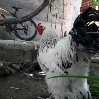 جوجه وتخم مرغ نطفه دار برهما