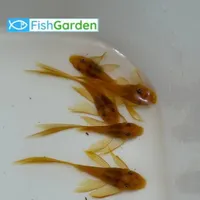 کتفیش پوزه بوته ای سوپر باله سوپر رد