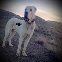 سگ گوسفندی دهن پاک