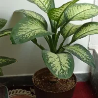 فروش گل دیفن