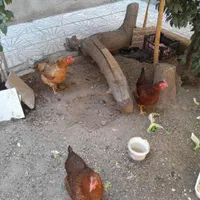 مرغ تخم گزار رسمی