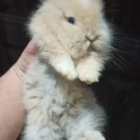 خرگوش مینیاتوری