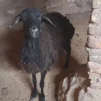 دو عدد شیشک جوان