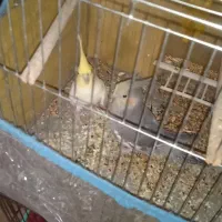 عروس هلندی نر و ماده   مرغ عشق|پرنده|کازرون, |دیوار