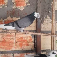 کفتر پرنده|پرنده|سیرجان, |دیوار
