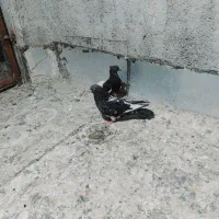 فروش کبوتر|پرنده|اهواز, شهرک رزمندگان|دیوار
