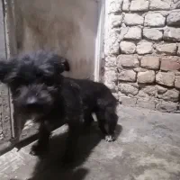 سگ شیتزو تریر نر