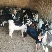 کهره نر چاق تخت