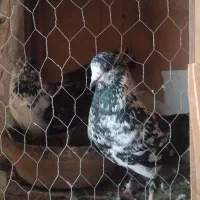 کبوتر تیرماه