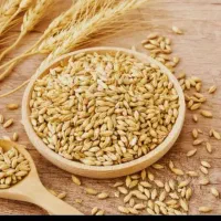 گندم بذری مهرگان بوجاری