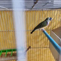 فنچ گلدین ماده