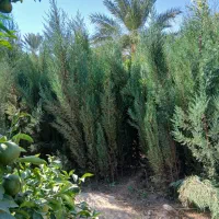 درخت فروشی در پاکت