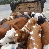 سیمینتال هلشتاین درجه یک|حیوانات مزرعه|بندر ترکمن, |دیوار