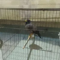 فروش مرغ مینا