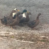 ۵عدد اردک  بفروش می‌رسد