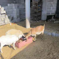 بز پازن میش|حیوانات مزرعه|پارسیان, |دیوار