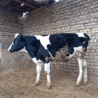 فروش گوساله