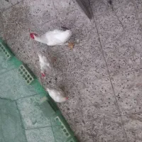 سه تاش ی تومن