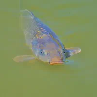 فروش ماهی زنده با نازلترین قیمت