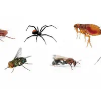 سم پاشی...زاهدان|خدمات نظافت|زاهدان, |دیوار