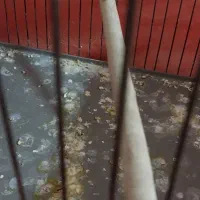 فنچ کینگ|پرنده|تهران, یافت‌آباد|دیوار