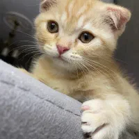 گربه اسکاتیش