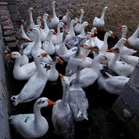 فروش غاز|حیوانات مزرعه|قشلاق دشت, |دیوار