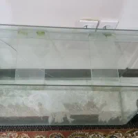 اکواریوم ۸۰ سانت|ماهی|اهواز, کوروش|دیوار