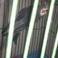 عروس هلندی نر