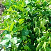 فروش انواع درخت های باغی باغچه ای  آپارتمانی